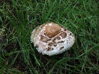 Chlorophyllum brunneum image