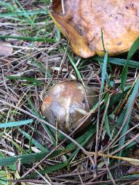 Suillus pungens image