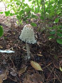 Coprinus comatus image