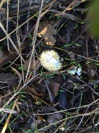 Lycoperdon echinatum image