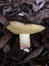 Suillus pungens image