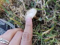 Agaricus campestris image