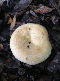 Lactarius alnicola image