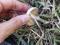 Agaricus campestris image