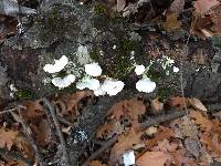 Ganoderma applanatum image