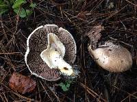 Agaricus xanthodermus image