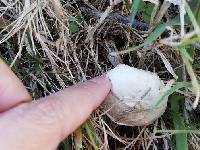 Agaricus campestris image