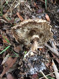 Chlorophyllum brunneum image