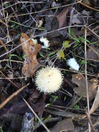 Lycoperdon echinatum image