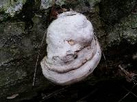 Fomes fomentarius image