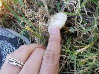 Agaricus campestris image