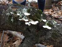 Ganoderma applanatum image