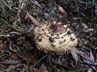 Chlorophyllum brunneum image