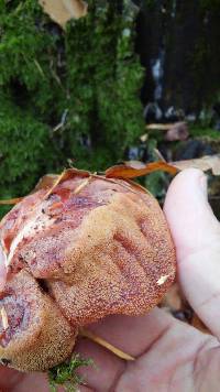 Fistulina hepatica image