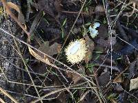 Lycoperdon echinatum image