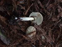 Chlorophyllum brunneum image