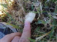 Agaricus campestris image