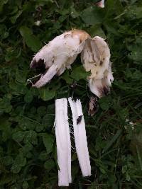 Coprinus comatus image