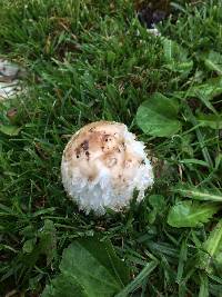 Coprinus comatus image