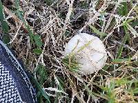 Agaricus campestris image