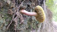 Boletus rubellus image