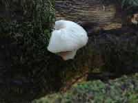 Pleurotus ostreatus image