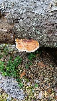 Fomitopsis pinicola image