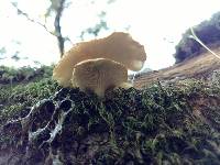 Pleurotus ostreatus image