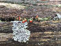 Cladonia cristatella image