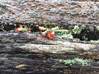 Cladonia cristatella image