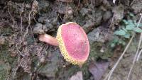 Boletus rubellus image