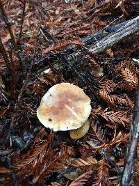 Leucopaxillus gentianeus image