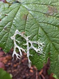 Evernia prunastri image