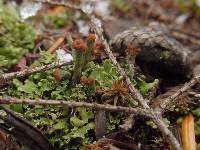 Cladonia subcariosa image