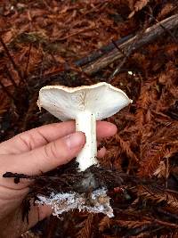 Leucopaxillus gentianeus image