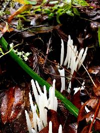 Clavaria fragilis image