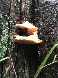 Laetiporus sulphureus image