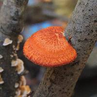 Polyporus alveolaris image