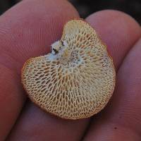 Polyporus alveolaris image