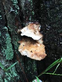 Laetiporus sulphureus image