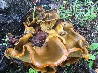 Omphalotus olivascens image