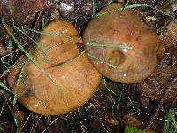 Suillus pungens image