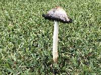 Coprinus comatus image