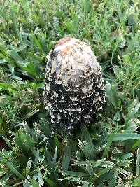 Coprinus comatus image