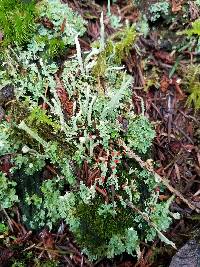 Cladonia bellidiflora image