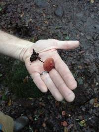 Marasmius plicatulus image