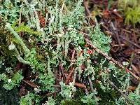 Cladonia bellidiflora image