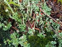 Cladonia bellidiflora image