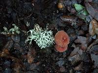 Marasmius plicatulus image