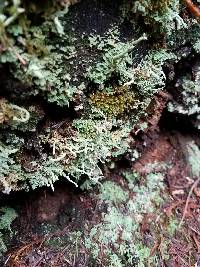 Cladonia bellidiflora image